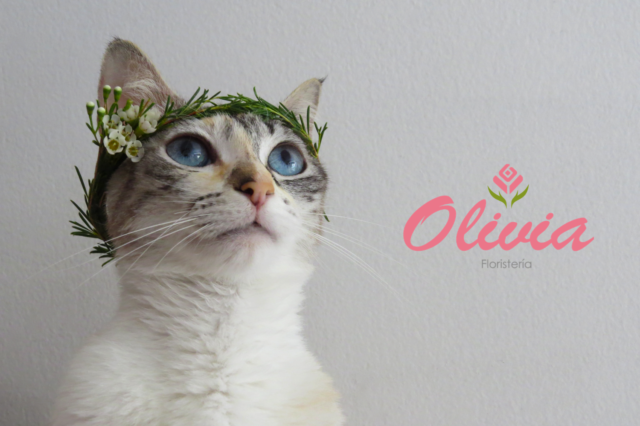 olivia_floristeria (1)